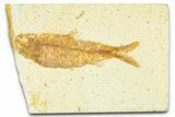 Detailed Fossil Fish (Knightia) - Wyoming #379440-1
